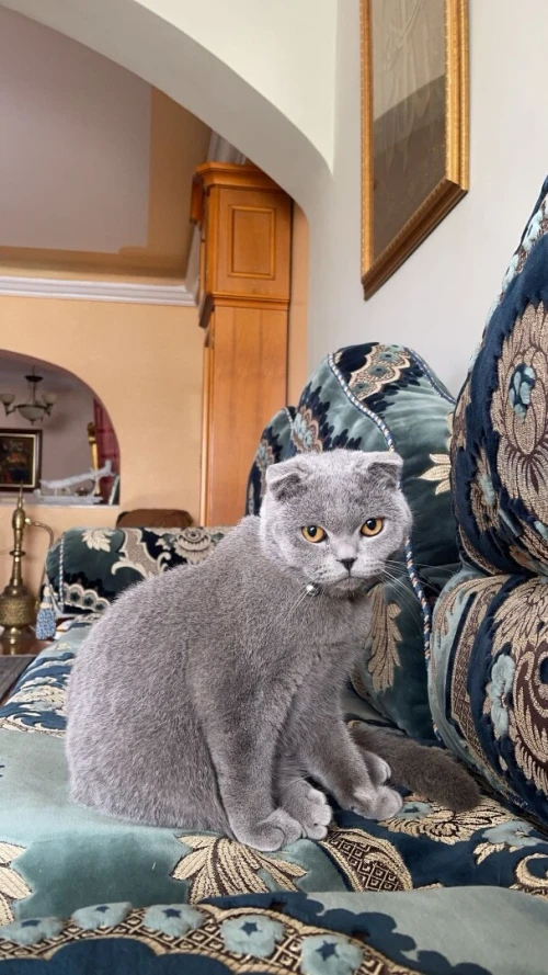 Chat Mâle Scottish fold pure race pour laccouplement 