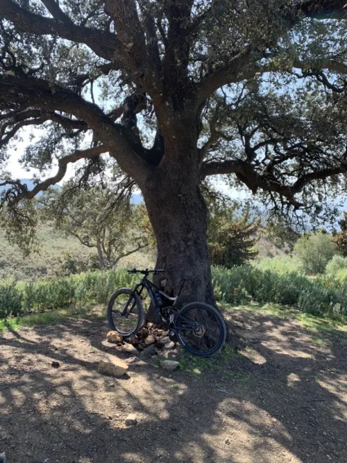 Vtt GÉANT TRANCE-X 29
