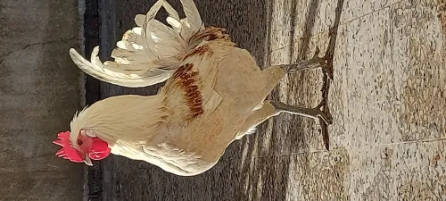 سردوك عرب الله يبارك