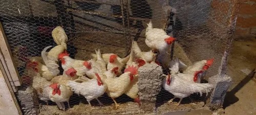Coqs leghorn جاج ليقرون ذكر