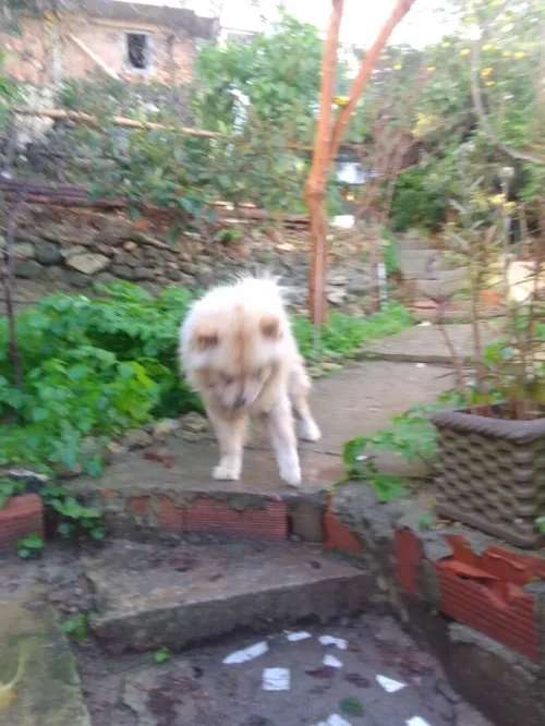 Chow chow femelle 3 and très gentille