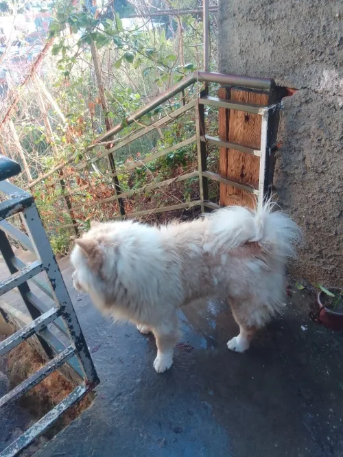 Chow chow femelle 3 and très gentille