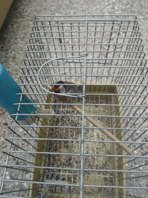 Chardonneret femmel