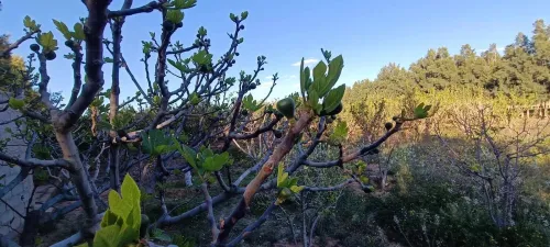 Vente Terrain Agricole Laghouat Laghouat