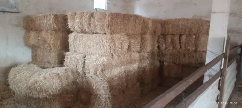 Vente Terrain Agricole Laghouat Laghouat