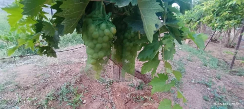 Vente Terrain Agricole Laghouat Laghouat