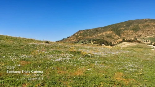 Vente Terrain Agricole Tipaza Tipaza