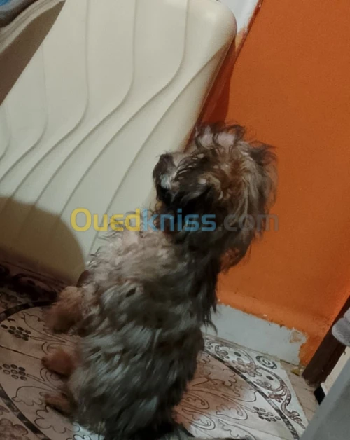 Caniche 