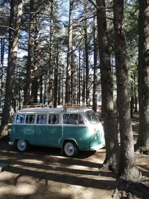 Volkswagen T2 1981 