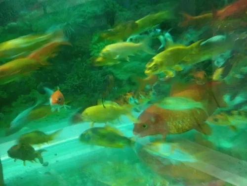 Poisson rouge koi 