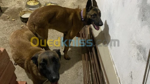 Chiots malinois a vendre 
