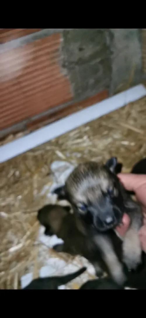 Les petites chou malinois