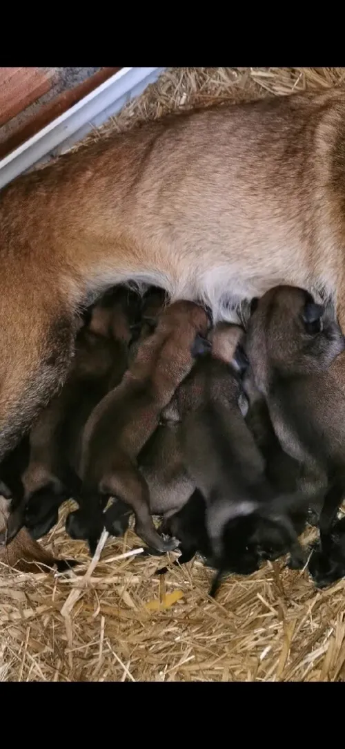 Les petites chou malinois
