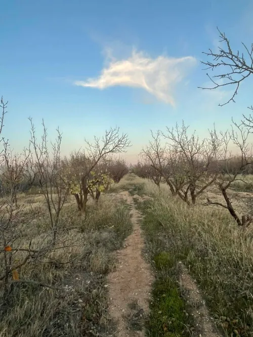 Vente Terrain Agricole Tiaret Ksar chellala