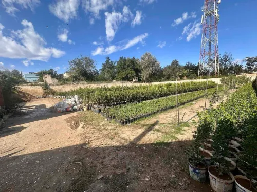 Vente Terrain Blida Bouinan