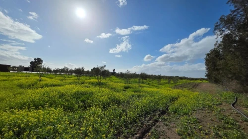 Vente Terrain Agricole Mostaganem El hassiane