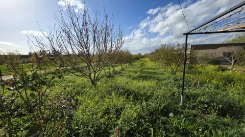 Vente Terrain Agricole Mostaganem Sirat