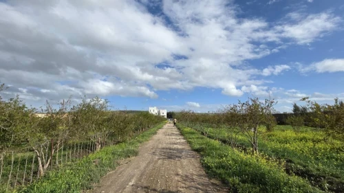 Vente Terrain Agricole Mostaganem El hassiane