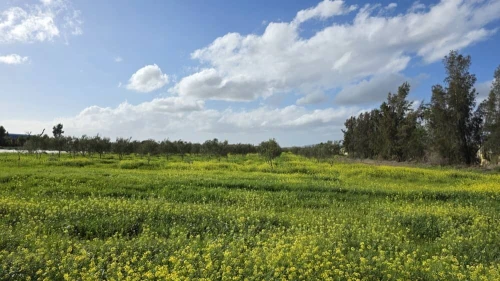 Vente Terrain Agricole Mostaganem Sirat