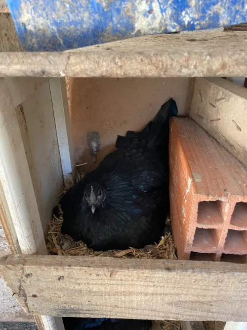 Ayam Cemani Noir Coqs Poules Oeufs