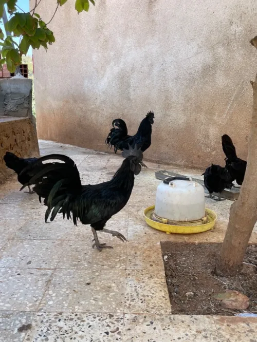 Ayam Cemani Noir Coqs Poules Oeufs