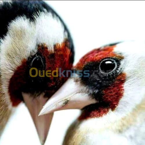 Couple chardonneret bague 2023