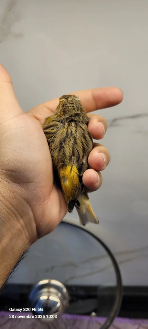 Canari ordinaire 2025 bague