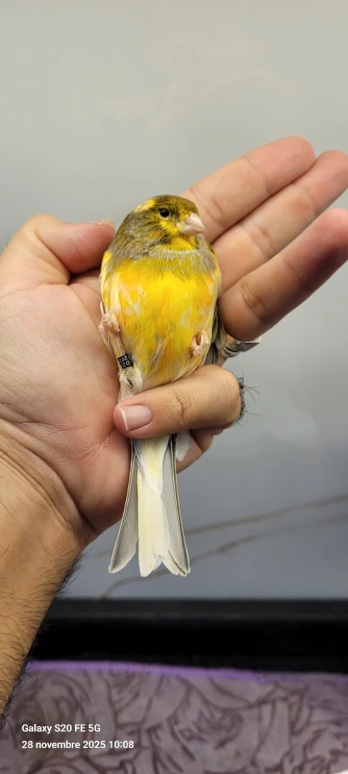 Canari ordinaire 2025 bague