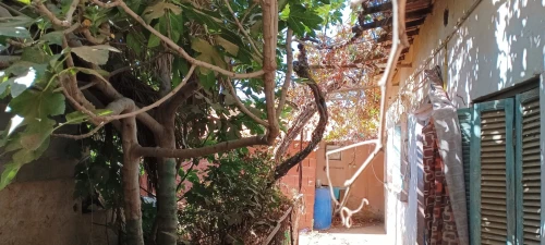 Vente Appartement Sidi Bel Abbès Ain el berd