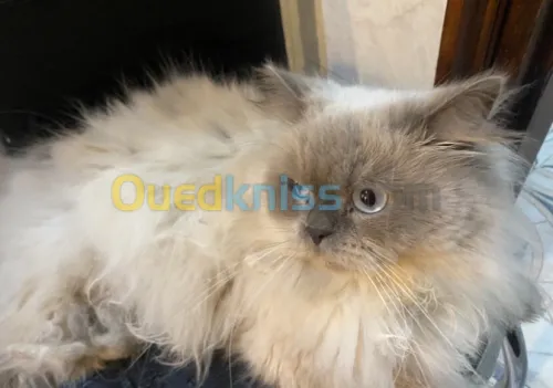 Chat persan très calme 