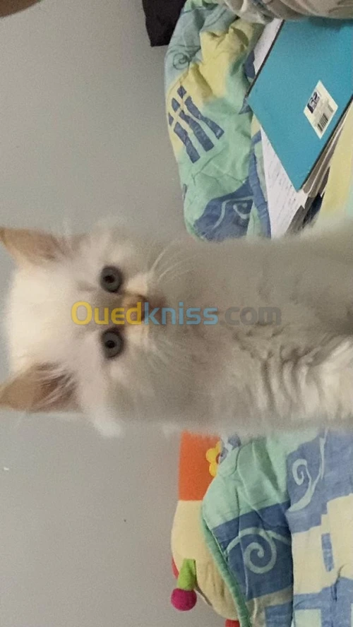 Chatons persan