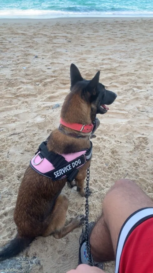Malinois femelle