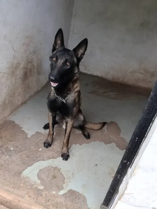 Malinois mâle