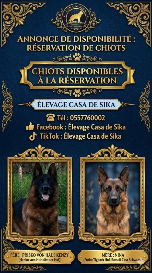 Chiot berger allemand