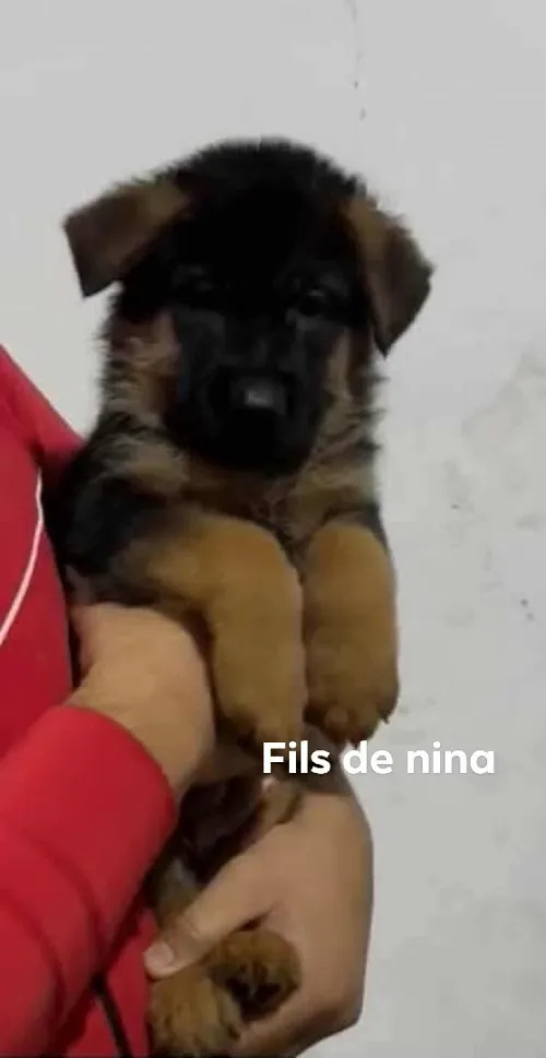 Femelle berger allemand pedigree