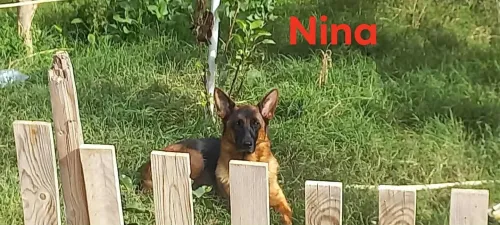Femelle berger allemand pedigree