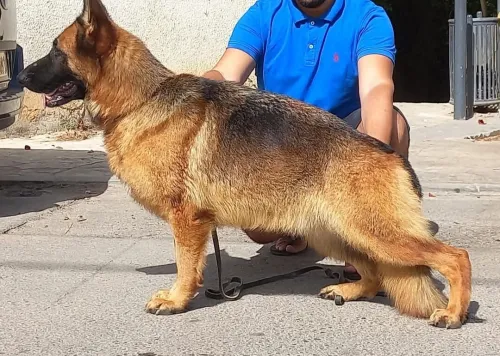 Femelle berger allemand pedigree