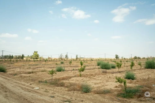 Vente Terrain Agricole Biskra Sidi okba