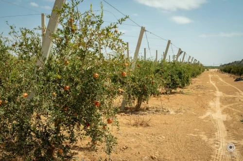 Vente Terrain Agricole Biskra Sidi okba