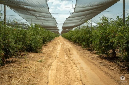 Vente Terrain Agricole Biskra Sidi okba