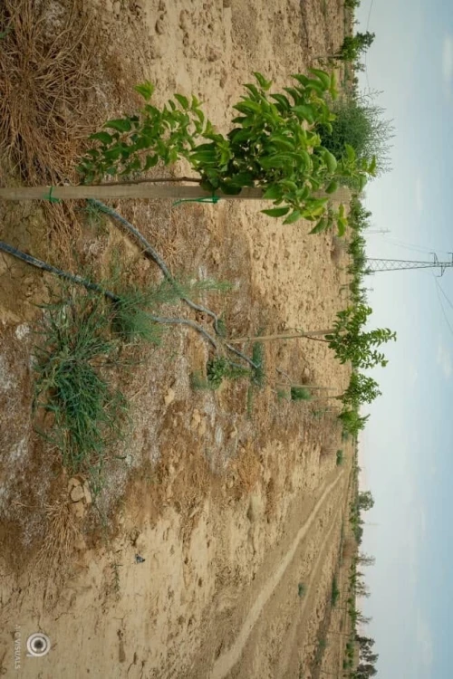 Vente Terrain Agricole Biskra Sidi okba