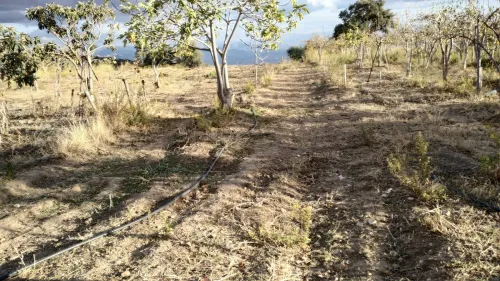 Vente Terrain Bouira Saharidj