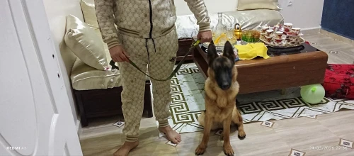 Femelle berger allemand مع شهادة الاصول