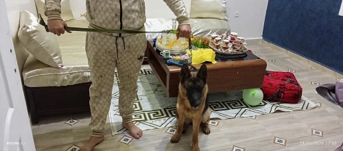 Femelle berger allemand مع شهادة الاصول