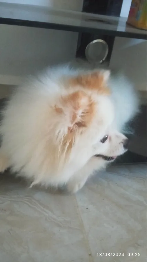 chienne Pomerani