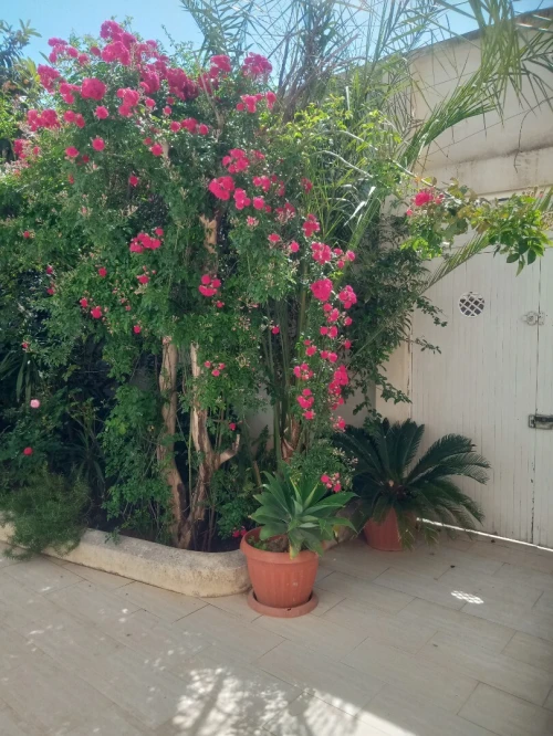 Vente Villa Alger Birkhadem