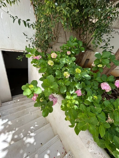 Vente Villa Alger Birkhadem