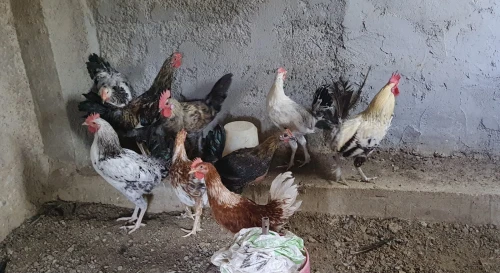 بيع دجاج عرب vendre poules arabes