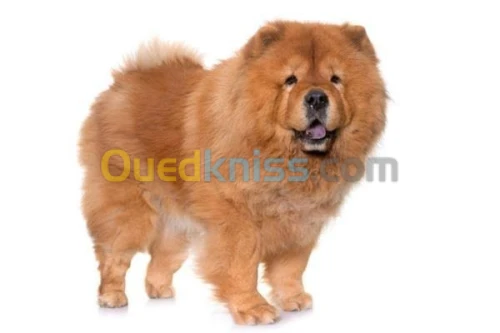 chow chow pour le couplage
