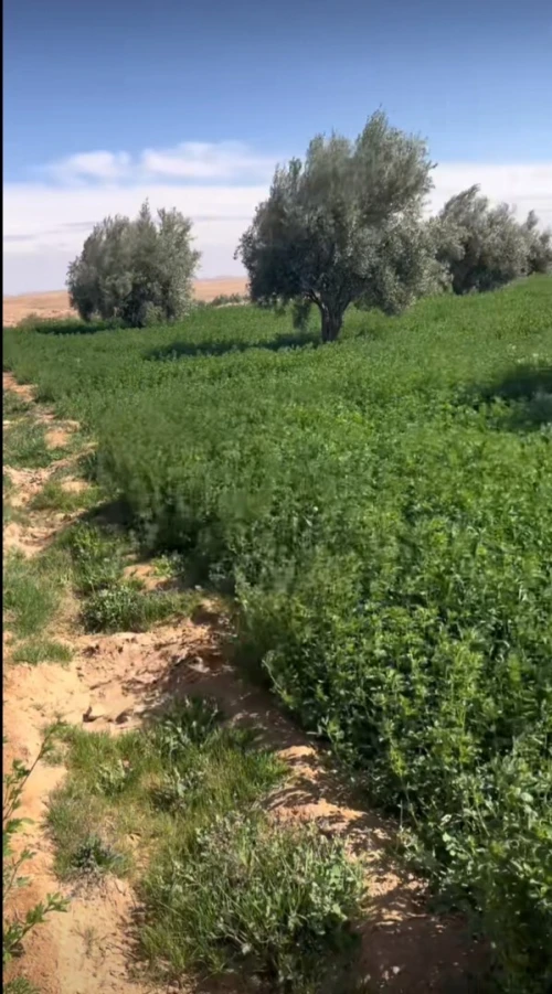 Vente bien immobilier Aïn Témouchent Ain el arbaa